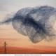 Illustration for article titled Photographer transforms plastic bags into beautiful bird flocks